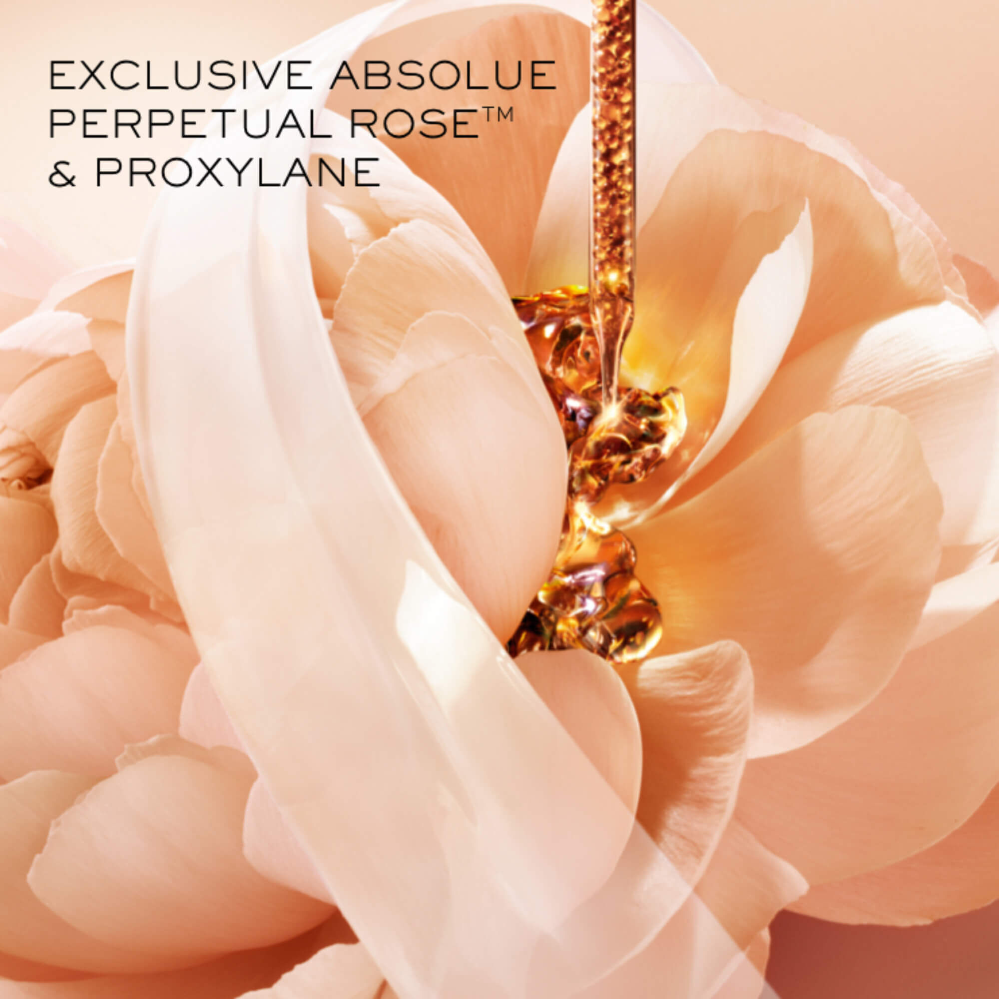 The absolue cream contains exclusive absolue perpetual rose™ and proxylane.