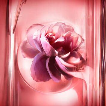 Rose Damascena