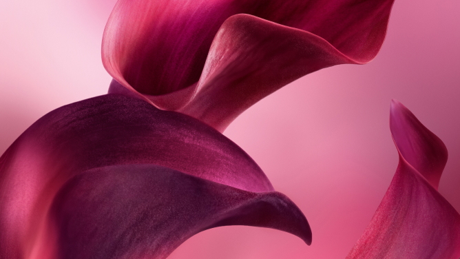 Two fluid, deep magenta and red petal-like shapes curve gracefully against a soft, gradient pink background.